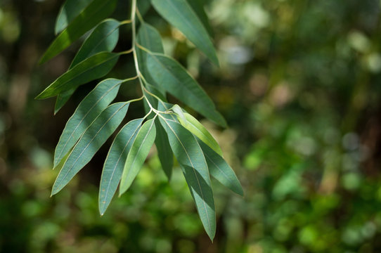 Eucalyptus leaves. branch eucalyptus tree nature background.