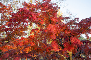 奈良公園の紅葉