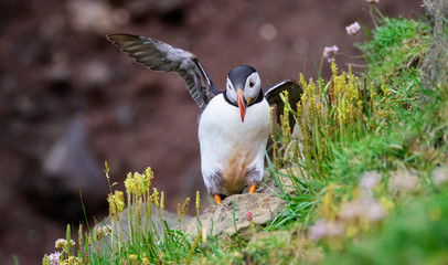 puffin