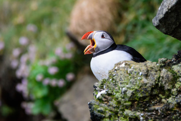 puffin calling