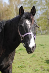 Fototapeta premium Horses 