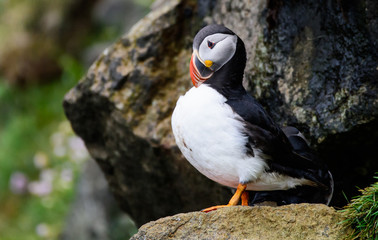 puffin