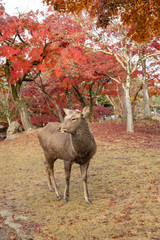 奈良公園の紅葉