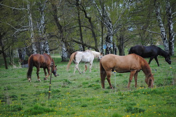 Fototapeta premium Horses 