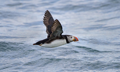 puffin flying