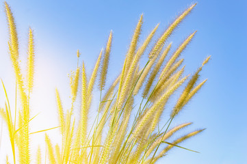Beautiful of Knotroot foxtail Flower with blue sky background in morning light.