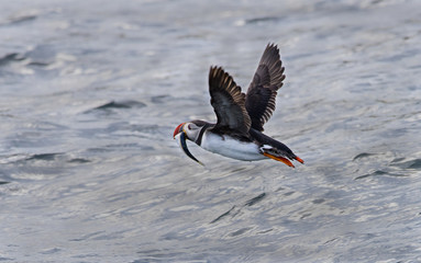 puffin with fish
