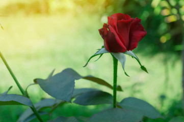 red rose flower in the garden on the morning