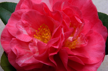 Pink Camellia