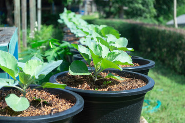 Chinese kale in the pots in the garden