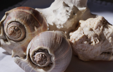 caracoles de mar