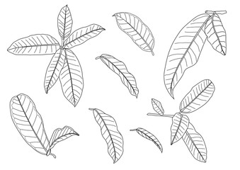 line single leaf and leaf pattern black Bring to color decorate on white background illustration vector