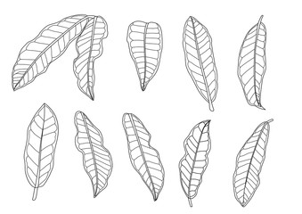 Leaves line single leaf and leaf pattern black Bring to color decorate on white background illustration vector