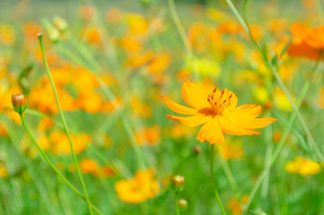 Yellow Cosmos flower  in the garden.