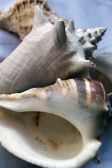 caracoles de mar