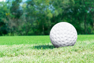 Golf ball on grass in the golf court ready to play.Morning sunshine with fresh feeling.