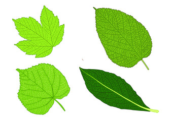 Naklejka na ściany i meble Green Leaves fresh abstract isolated on white background illustration vector