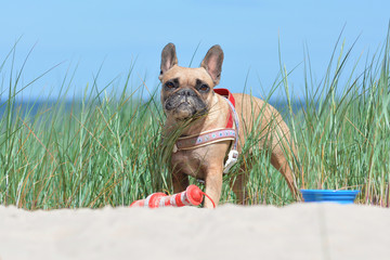 Small French Bulldog dog with sandy snout wearing a nautical harness and  lighthouse dog toy lying...