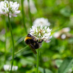 A bee collects nectar on a white clover (Trifolium repens) flower. Natural background. Pollination of crops.
