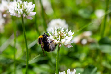 A bee collects nectar on a white clover (Trifolium repens) flower. Natural background. Pollination of crops.