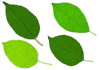 Naklejka premium Green Leaves fresh abstract isolated on white background illustration vector