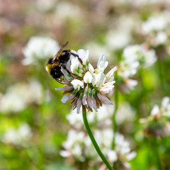 A bee collects nectar on a white clover (Trifolium repens) flower. Natural background. Pollination of crops.