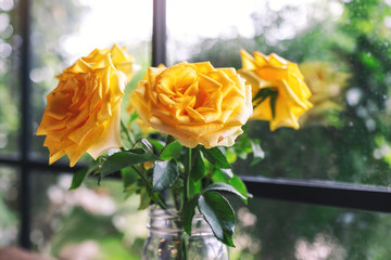 Closeup image of beautiful yellow roses