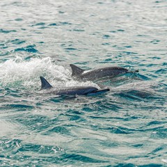 Fototapeta premium dolphin in blue water