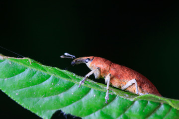 Lixus amurensis Faust on plant