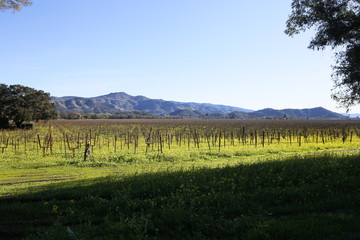 Fototapeta na wymiar A Landscape of a Vineyard in St. Helena, California