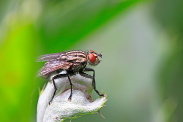 tachina fly on plant