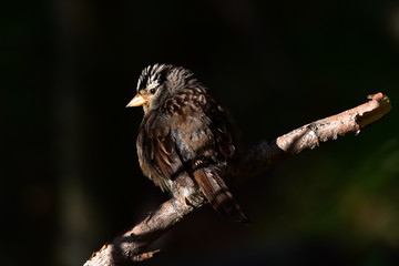 White-crowned sparrow in dappled sunlight