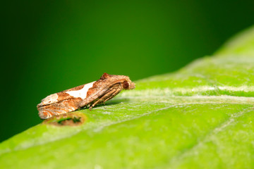 Moth insects on plant