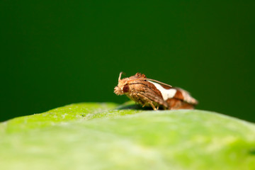 Moth insects on plant