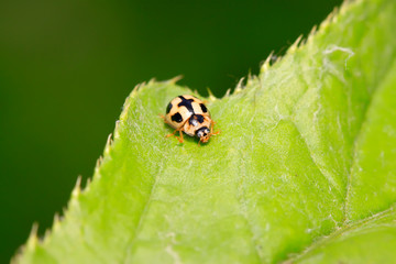 Propylaea japonica on plant