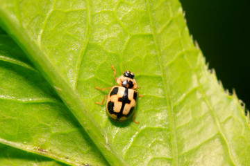 Propylaea japonica on plant