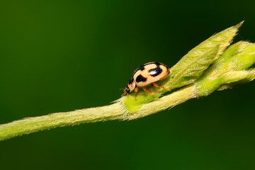 Propylaea japonica on plant