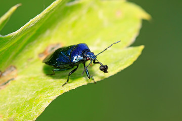 Zicrona caerulea on plant