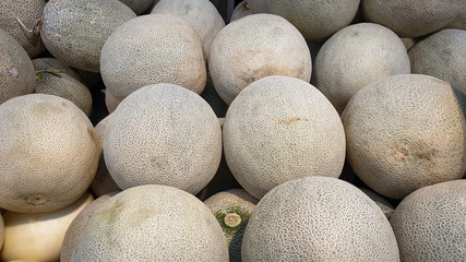 The new Melon fruit in the harvest is ready for sale