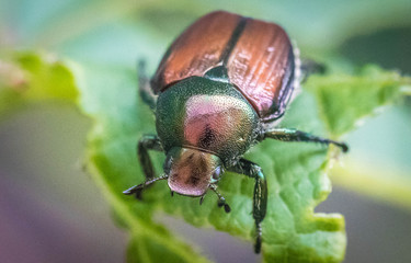 beetle on leaf