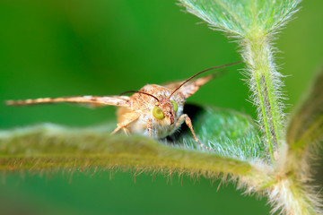 Moth insects on plant