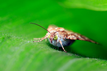 Moth insects on plant