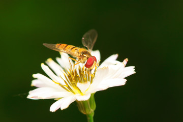 Syrphidae on plant