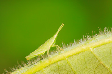 Atractomorpha sinensis Bolvar on plant