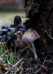 mushroom in the forest