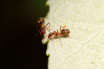 Formica fusca on plant