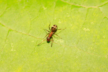 Formica fusca on plant