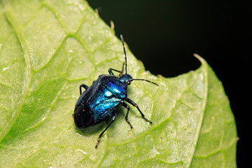 Zicrona caerulea on plant