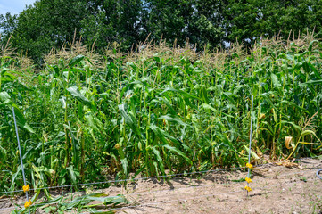 Row of sweet corn behind an electric fence