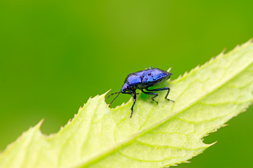 Zicrona caerulea on plant